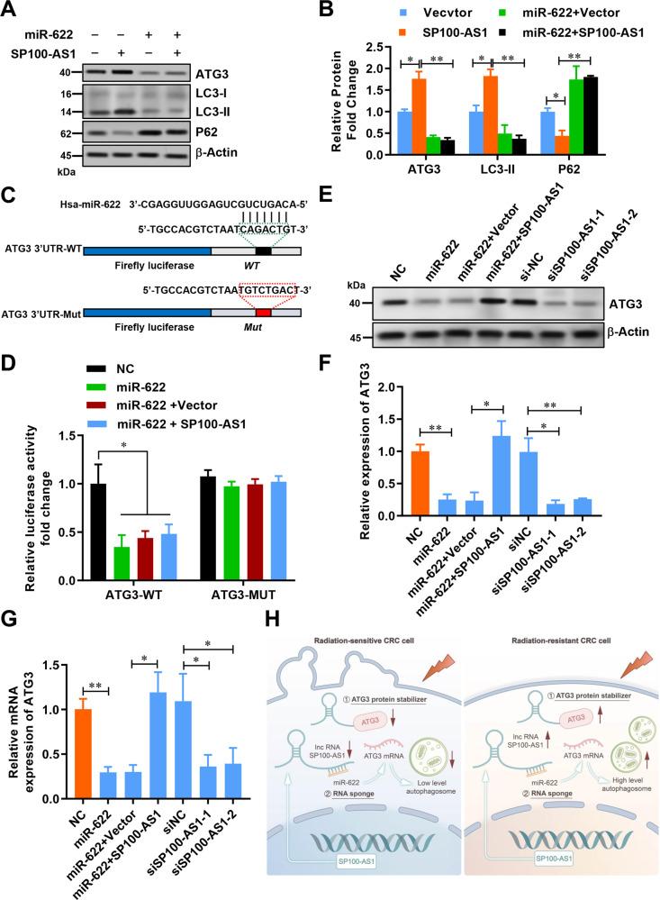 https://cdn.ncbi.nlm.nih.gov/pmc/blobs/a9f1/9883267/3edd76389abb/41418_2022_1049_Fig8_HTML.jpg
