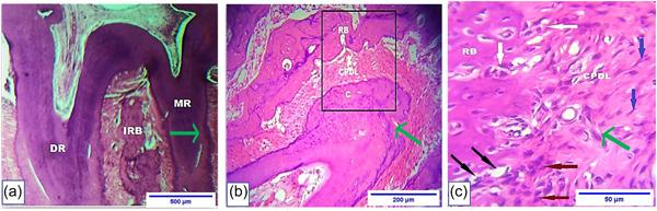 https://cdn.ncbi.nlm.nih.gov/pmc/blobs/a9f3/10441610/ae359ff4f705/CRE2-9-701-g003.jpg