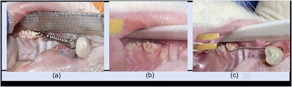 https://cdn.ncbi.nlm.nih.gov/pmc/blobs/a9f3/10441610/b77f6b53d09d/CRE2-9-701-g006.jpg