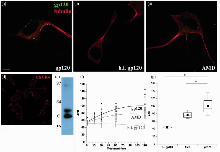 https://cdn.ncbi.nlm.nih.gov/pmc/blobs/a9f6/4720180/2e460605a555/10.1177_1759091414568186-fig3.jpg