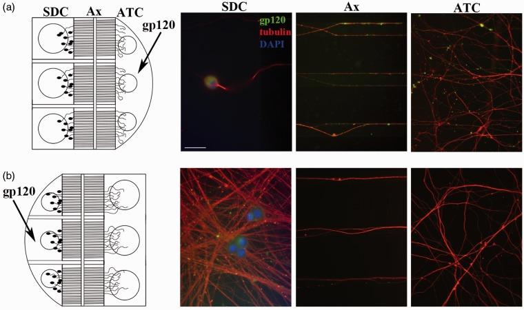https://cdn.ncbi.nlm.nih.gov/pmc/blobs/a9f6/4720180/fec868bbaf97/10.1177_1759091414568186-fig9.jpg