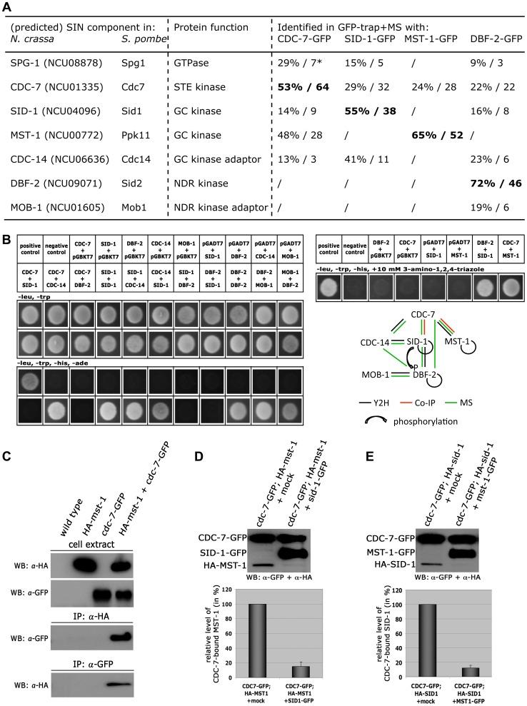 https://cdn.ncbi.nlm.nih.gov/pmc/blobs/a9f9/3998894/d3ea166cad7a/pgen.1004306.g004.jpg