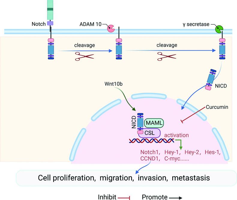 https://cdn.ncbi.nlm.nih.gov/pmc/blobs/a9fc/10586865/6f5774b70fce/cm9-136-2412-g004.jpg