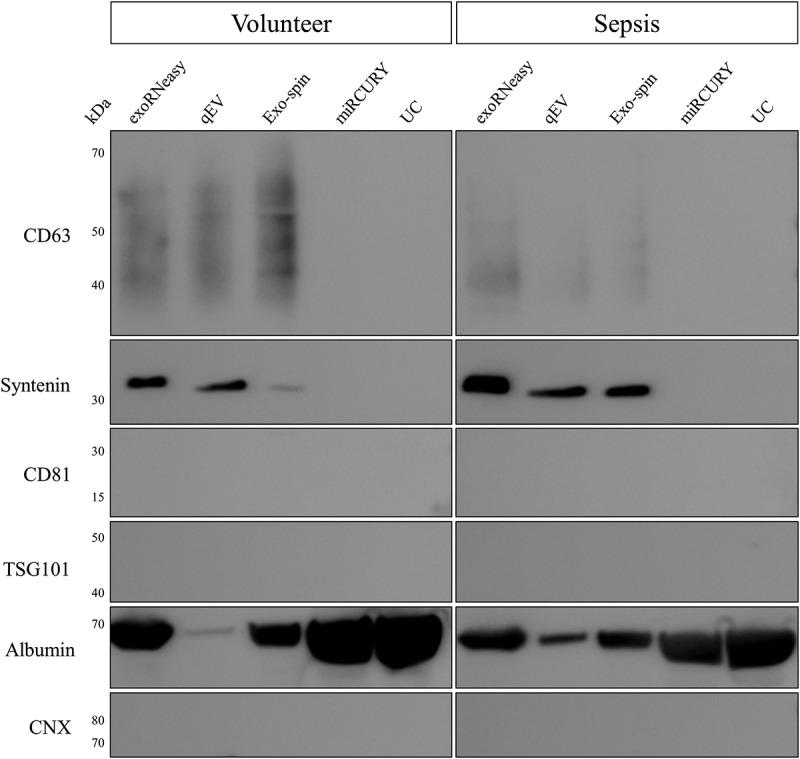 https://cdn.ncbi.nlm.nih.gov/pmc/blobs/aa00/5990937/1a5abd21fff8/ZJEV_A_1481321_F0008_B.jpg