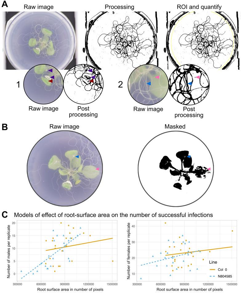 https://cdn.ncbi.nlm.nih.gov/pmc/blobs/aa01/9743603/7c5481f103d6/13007_2022_963_Fig4_HTML.jpg