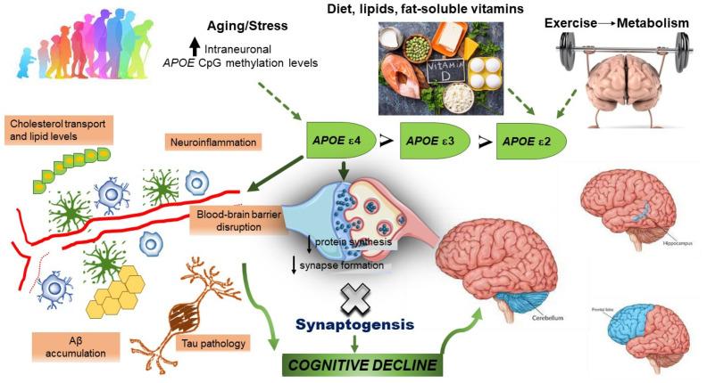 https://cdn.ncbi.nlm.nih.gov/pmc/blobs/aa04/10740847/4a4ead4fdee8/biology-12-01529-g002.jpg
