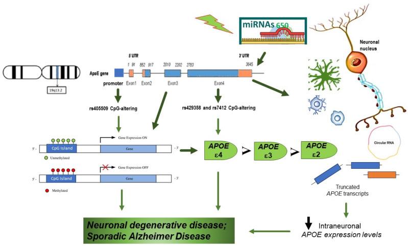 https://cdn.ncbi.nlm.nih.gov/pmc/blobs/aa04/10740847/a0648b5ed9e3/biology-12-01529-g001.jpg