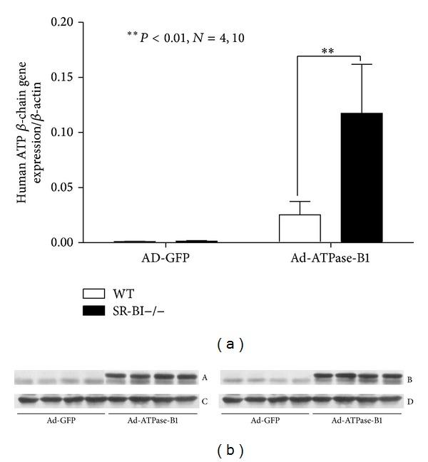 https://cdn.ncbi.nlm.nih.gov/pmc/blobs/aa06/4120797/1da517c87340/IJE2014-356432.005.jpg