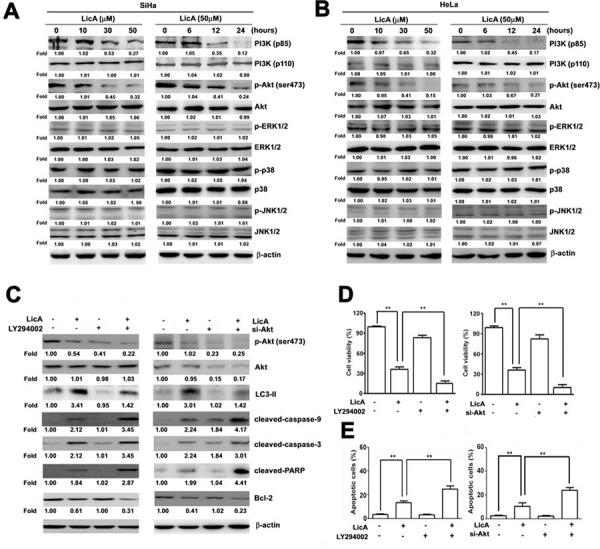 https://cdn.ncbi.nlm.nih.gov/pmc/blobs/aa06/4745696/f3722b0a471c/oncotarget-06-28851-g004.jpg