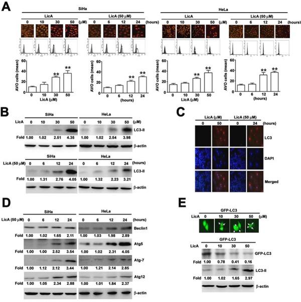 https://cdn.ncbi.nlm.nih.gov/pmc/blobs/aa06/4745696/fbbb058dd4e5/oncotarget-06-28851-g002.jpg