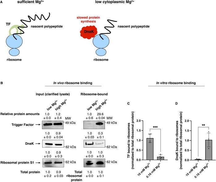 https://cdn.ncbi.nlm.nih.gov/pmc/blobs/aa07/10994381/5e32d731d049/pbio.3002560.g001.jpg