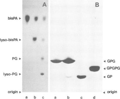 https://cdn.ncbi.nlm.nih.gov/pmc/blobs/aa0a/413513/26dba85d166e/emboj00079-0084-b.jpg