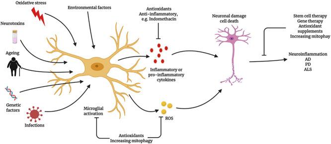 https://cdn.ncbi.nlm.nih.gov/pmc/blobs/aa0b/8414981/12f063ce4fcc/fcell-09-683459-g004.jpg