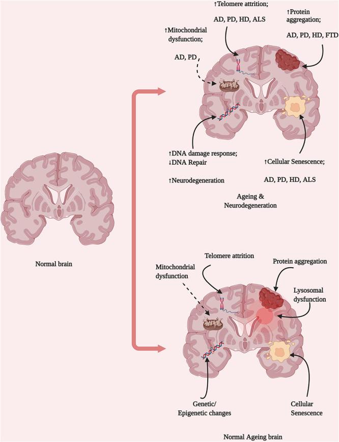 https://cdn.ncbi.nlm.nih.gov/pmc/blobs/aa0b/8414981/87f49377dc89/fcell-09-683459-g001.jpg