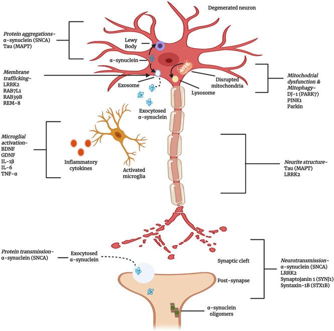 https://cdn.ncbi.nlm.nih.gov/pmc/blobs/aa0b/8414981/9d59e34988eb/fcell-09-683459-g003.jpg