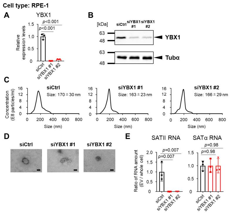 https://cdn.ncbi.nlm.nih.gov/pmc/blobs/aa0d/10671301/2a14ab0d036e/ijms-24-16399-g003.jpg