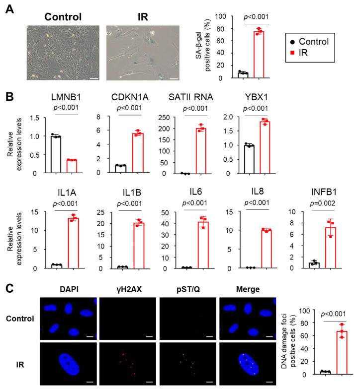 https://cdn.ncbi.nlm.nih.gov/pmc/blobs/aa0d/10671301/6ac4c7e2a4da/ijms-24-16399-g002.jpg