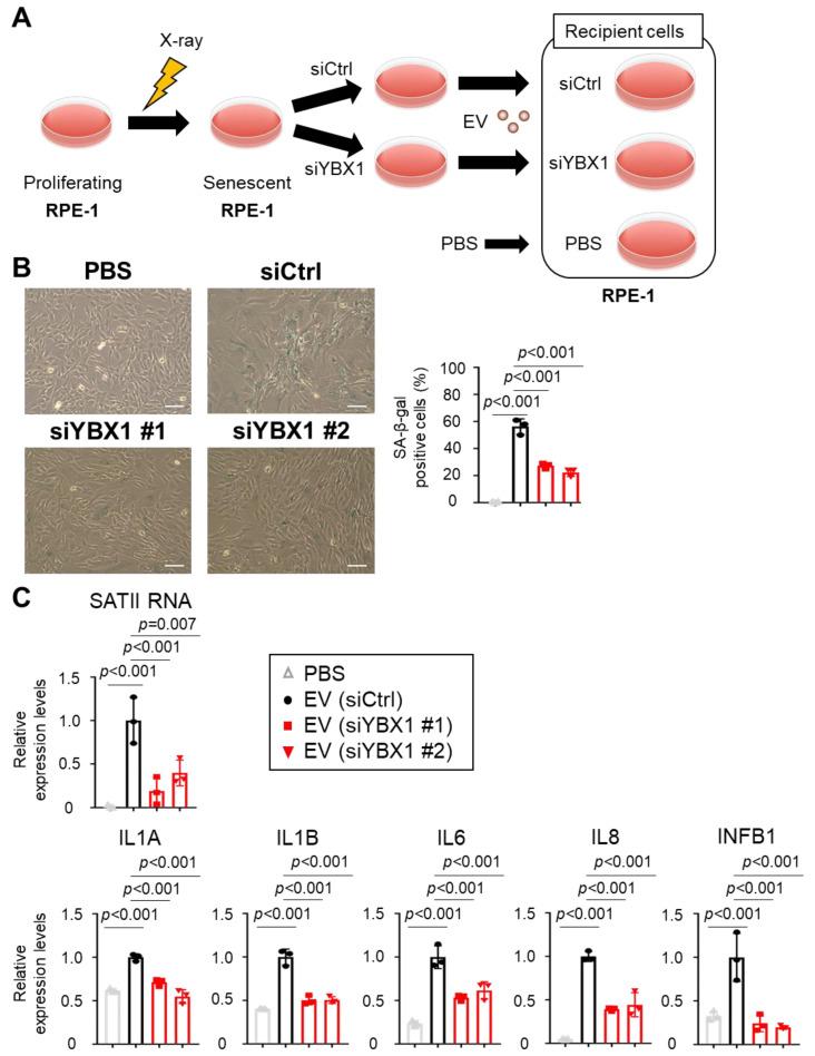 https://cdn.ncbi.nlm.nih.gov/pmc/blobs/aa0d/10671301/a2d46b9b5ec6/ijms-24-16399-g004.jpg