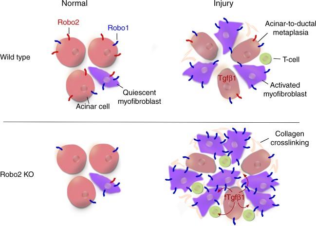 https://cdn.ncbi.nlm.nih.gov/pmc/blobs/aa15/6269509/7a16f1e69d5e/41467_2018_7497_Fig8_HTML.jpg