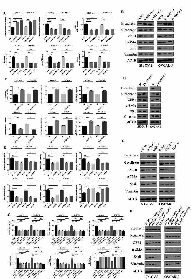https://cdn.ncbi.nlm.nih.gov/pmc/blobs/aa16/11682247/6b464d1db1f7/41598_2024_83170_Fig3_HTML.jpg