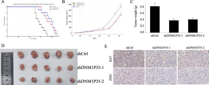 https://cdn.ncbi.nlm.nih.gov/pmc/blobs/aa16/11682247/e366798ff5ea/41598_2024_83170_Fig5_HTML.jpg