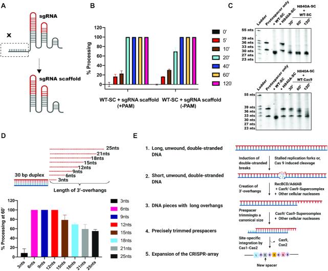 https://cdn.ncbi.nlm.nih.gov/pmc/blobs/aa17/8034620/af4ccf70ed1b/gkab123fig5.jpg