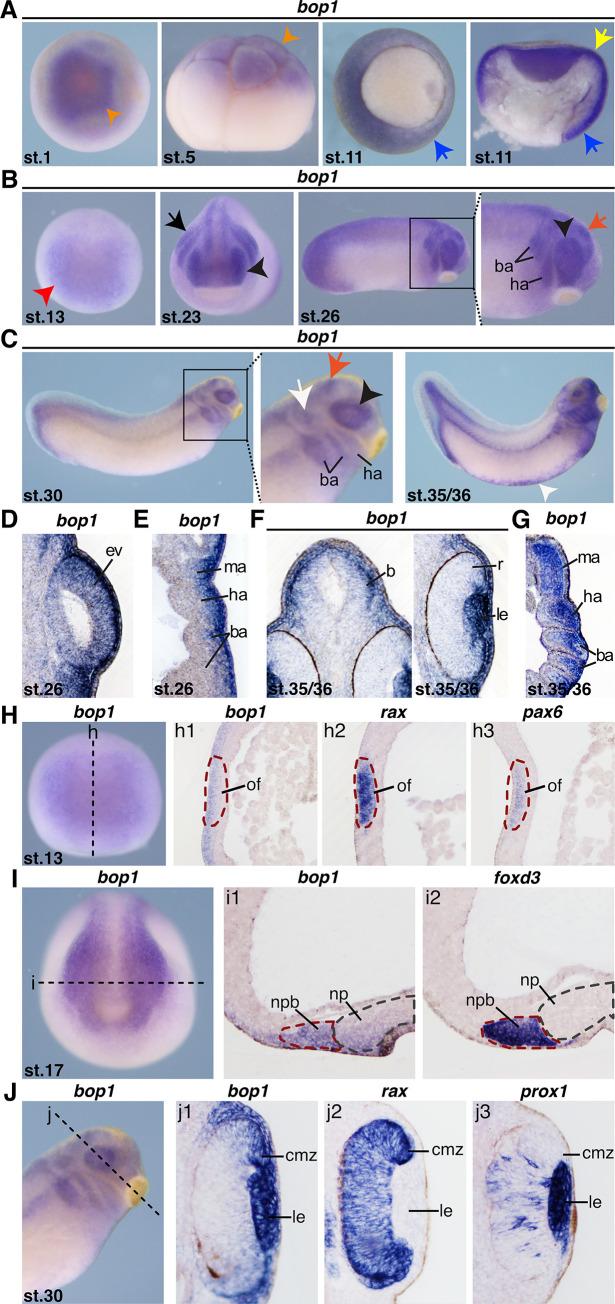 https://cdn.ncbi.nlm.nih.gov/pmc/blobs/aa17/9409556/55ed642941cb/pone.0273507.g001.jpg