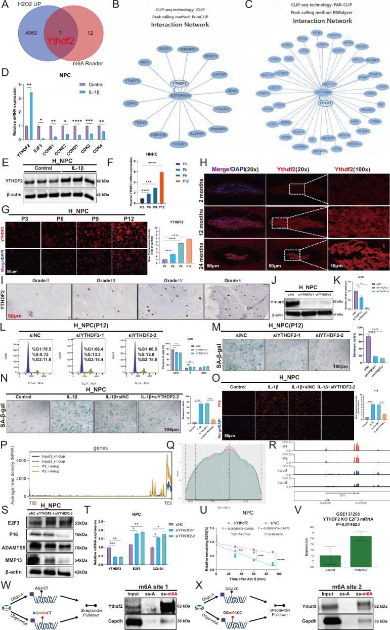 https://cdn.ncbi.nlm.nih.gov/pmc/blobs/aa19/12137937/37c9aebd7a36/41420_2025_2515_Fig7_HTML.jpg