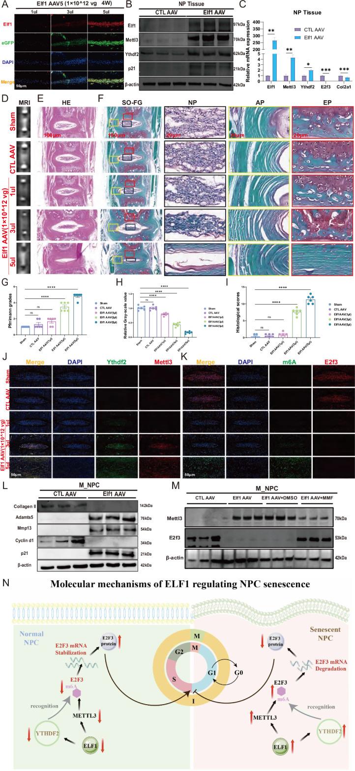 https://cdn.ncbi.nlm.nih.gov/pmc/blobs/aa19/12137937/930d6c5e9b3c/41420_2025_2515_Fig10_HTML.jpg