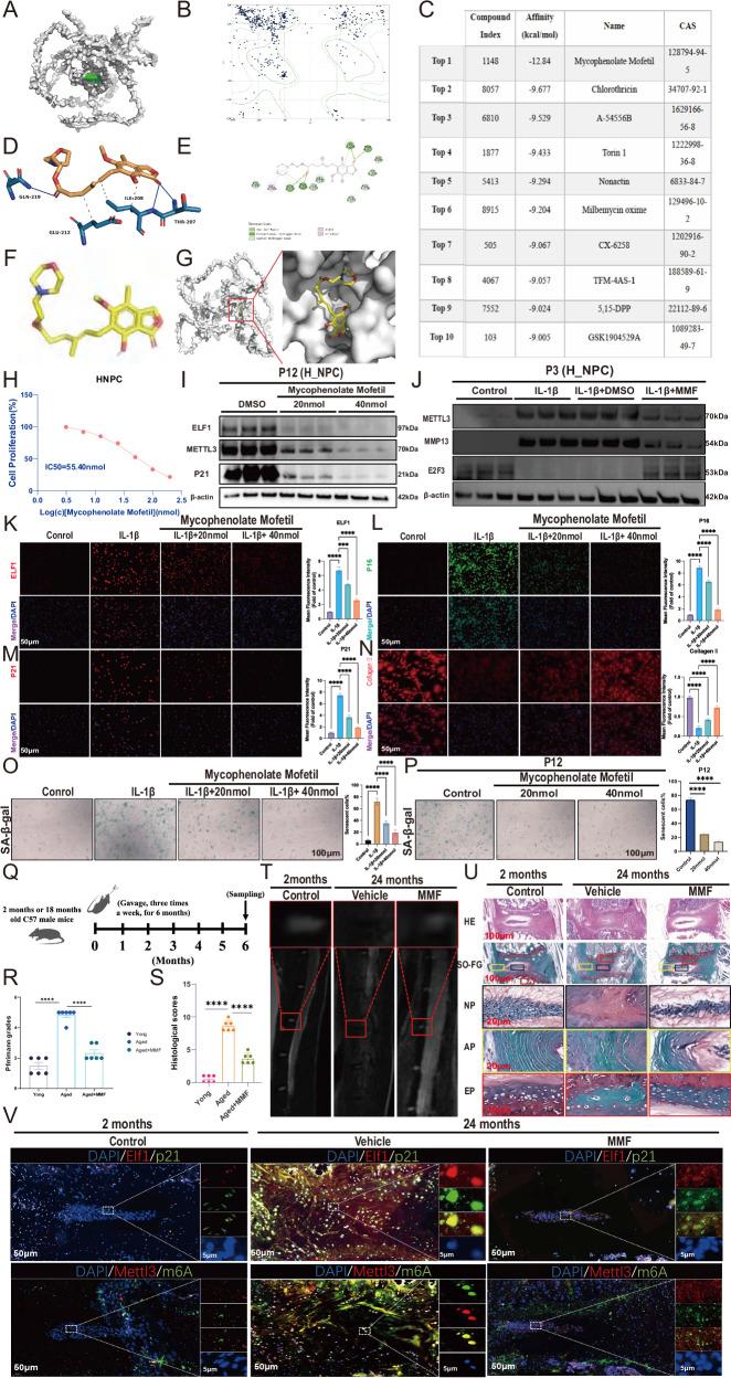 https://cdn.ncbi.nlm.nih.gov/pmc/blobs/aa19/12137937/9bb054fb2159/41420_2025_2515_Fig9_HTML.jpg