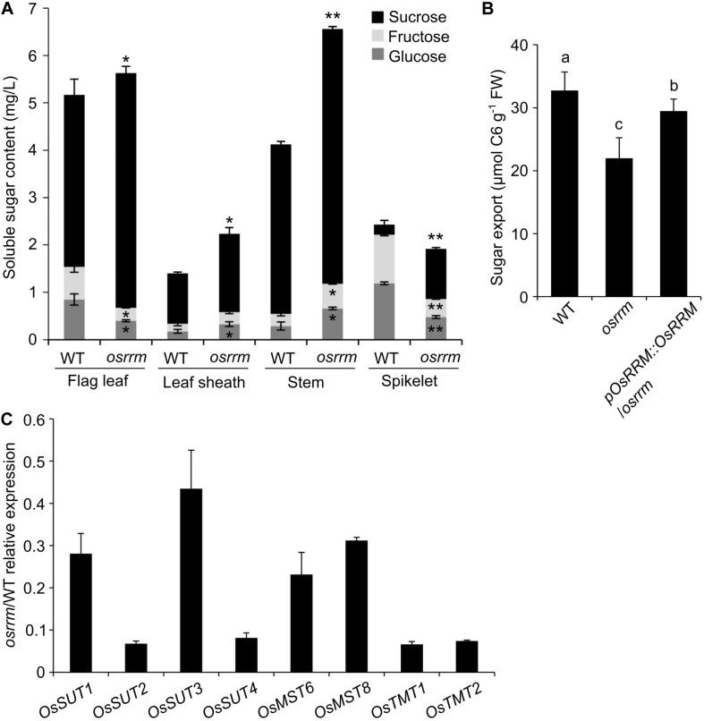 https://cdn.ncbi.nlm.nih.gov/pmc/blobs/aa1b/7752781/38fc7622cfc5/fpls-11-605276-g004.jpg
