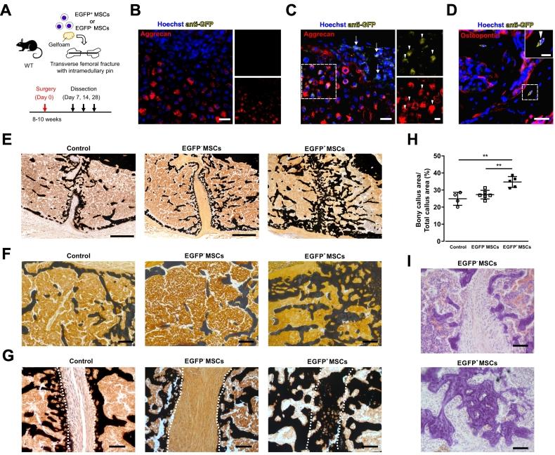 https://cdn.ncbi.nlm.nih.gov/pmc/blobs/aa1c/8493579/d4d3453b761d/gr5.jpg
