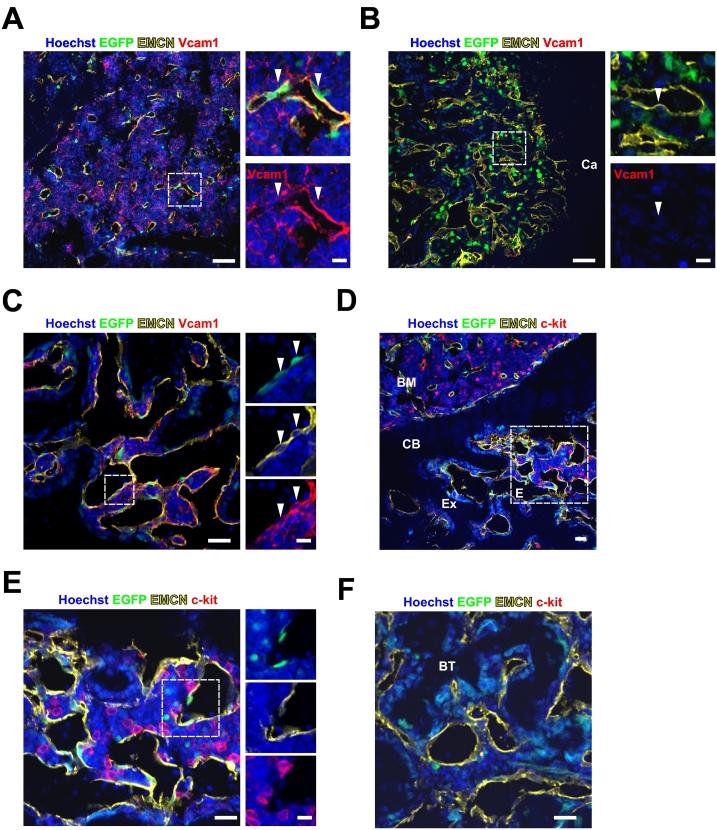 https://cdn.ncbi.nlm.nih.gov/pmc/blobs/aa1c/8493579/e48e64e0475b/gr4.jpg