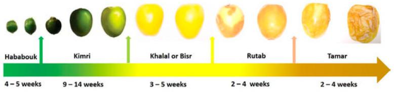 https://cdn.ncbi.nlm.nih.gov/pmc/blobs/aa1d/10297871/9c2b80dcbe5d/foods-12-02405-g001.jpg
