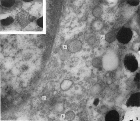 https://cdn.ncbi.nlm.nih.gov/pmc/blobs/aa21/1270796/0a46e901a35c/janat00415-0110-a.jpg