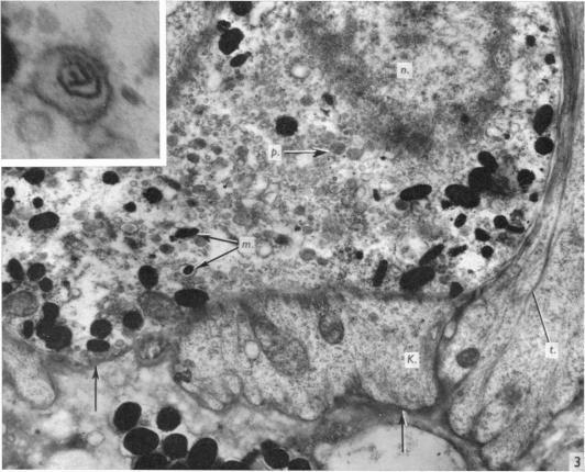 https://cdn.ncbi.nlm.nih.gov/pmc/blobs/aa21/1270796/6a59baba88e7/janat00415-0104-a.jpg