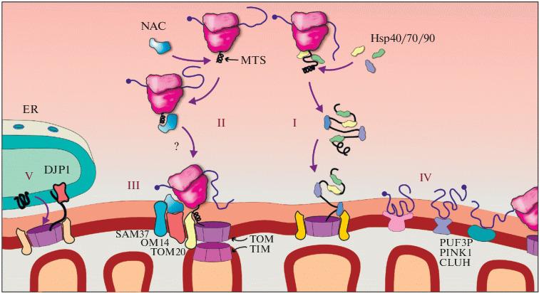 https://cdn.ncbi.nlm.nih.gov/pmc/blobs/aa22/8164833/6ec058209037/11008_2021_8258_Fig2_HTML.jpg
