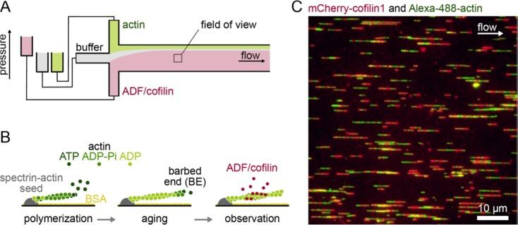 https://cdn.ncbi.nlm.nih.gov/pmc/blobs/aa25/6358128/51e2b698df38/bi-2018-01001k_0001.jpg