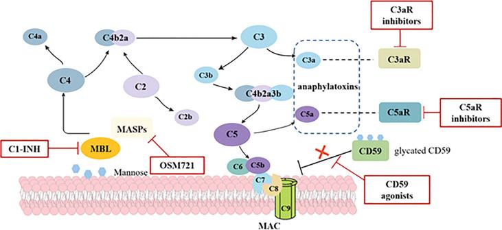 https://cdn.ncbi.nlm.nih.gov/pmc/blobs/aa27/9339597/a65fc7589ffd/fimmu-13-902063-g002.jpg