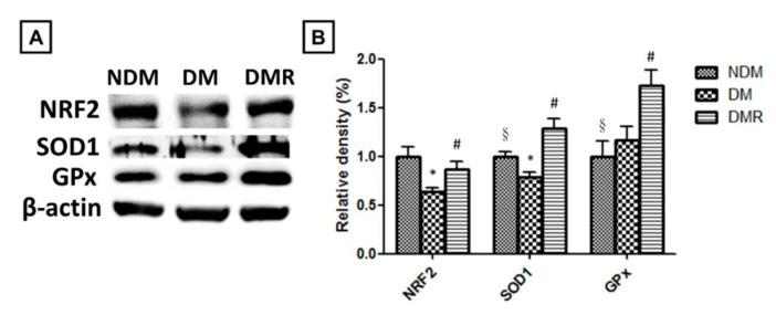https://cdn.ncbi.nlm.nih.gov/pmc/blobs/aa28/7696622/e80ff5c58468/antioxidants-09-01122-g006.jpg