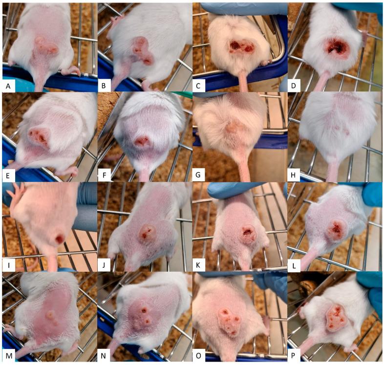 https://cdn.ncbi.nlm.nih.gov/pmc/blobs/aa29/11357575/858a21a19642/pathogens-13-00712-g003.jpg
