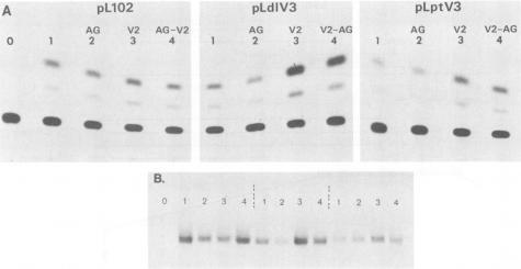 https://cdn.ncbi.nlm.nih.gov/pmc/blobs/aa2a/253436/498d4d5d8e17/jvirol00088-0122-a.jpg