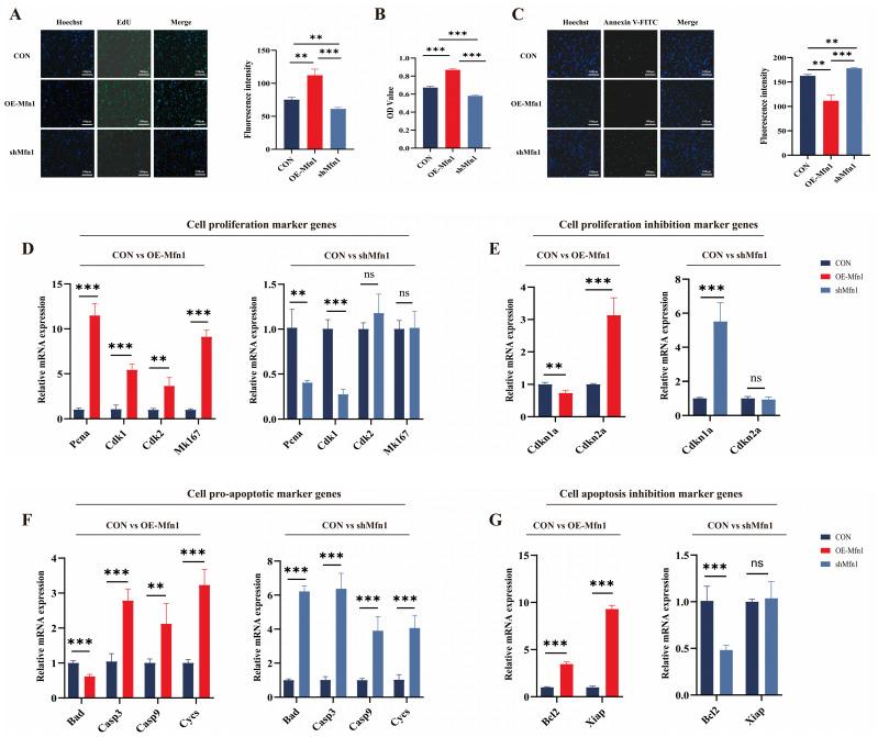 https://cdn.ncbi.nlm.nih.gov/pmc/blobs/aa2b/12248831/74128ae62a9c/cells-14-01015-g001.jpg