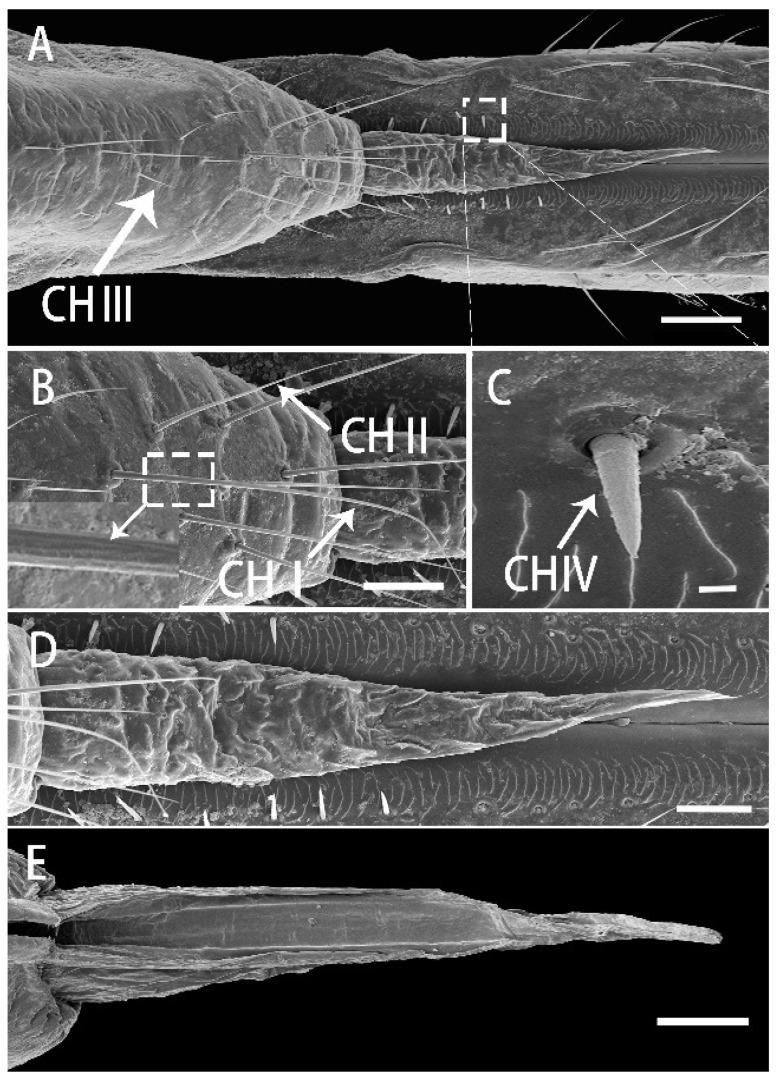https://cdn.ncbi.nlm.nih.gov/pmc/blobs/aa2c/9505962/4434a1fd279b/insects-13-00843-g004.jpg