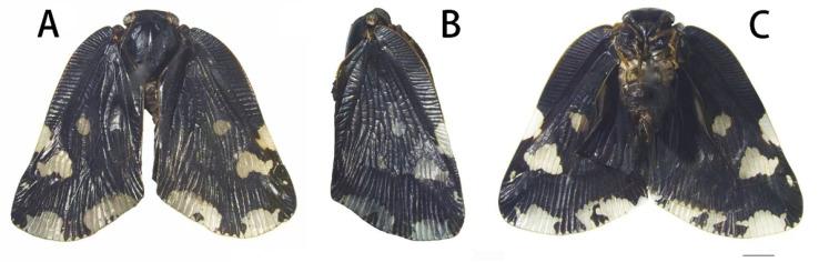 https://cdn.ncbi.nlm.nih.gov/pmc/blobs/aa2c/9505962/589c00c1059c/insects-13-00843-g001.jpg