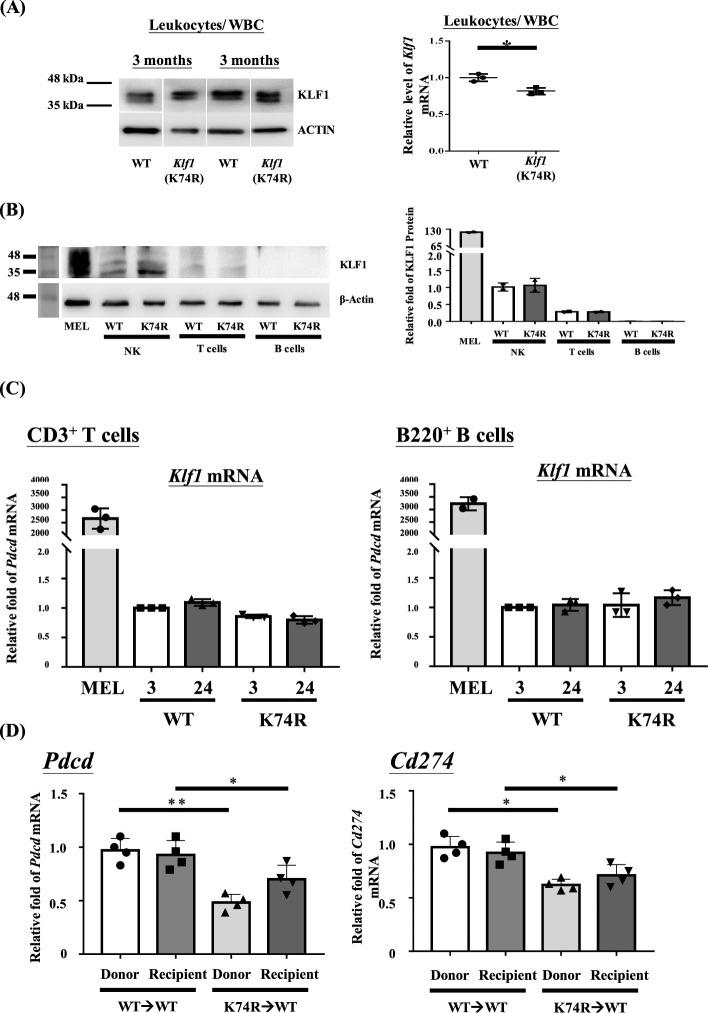 https://cdn.ncbi.nlm.nih.gov/pmc/blobs/aa30/11098557/785cfb9aae1e/elife-88275-fig4-figsupp2.jpg
