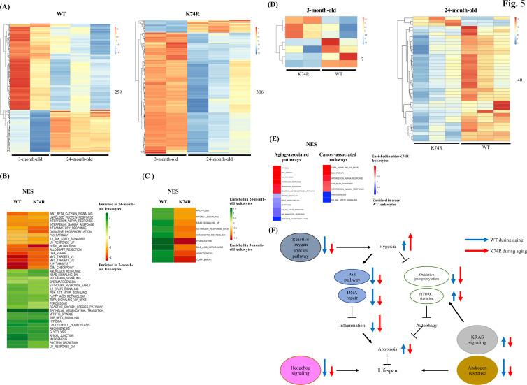 https://cdn.ncbi.nlm.nih.gov/pmc/blobs/aa30/11098557/d2ec02714a32/elife-88275-fig5.jpg