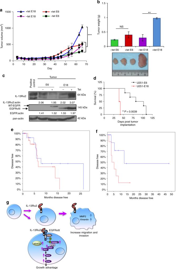 https://cdn.ncbi.nlm.nih.gov/pmc/blobs/aa31/5715073/407e246cdae2/41467_2017_1392_Fig7_HTML.jpg