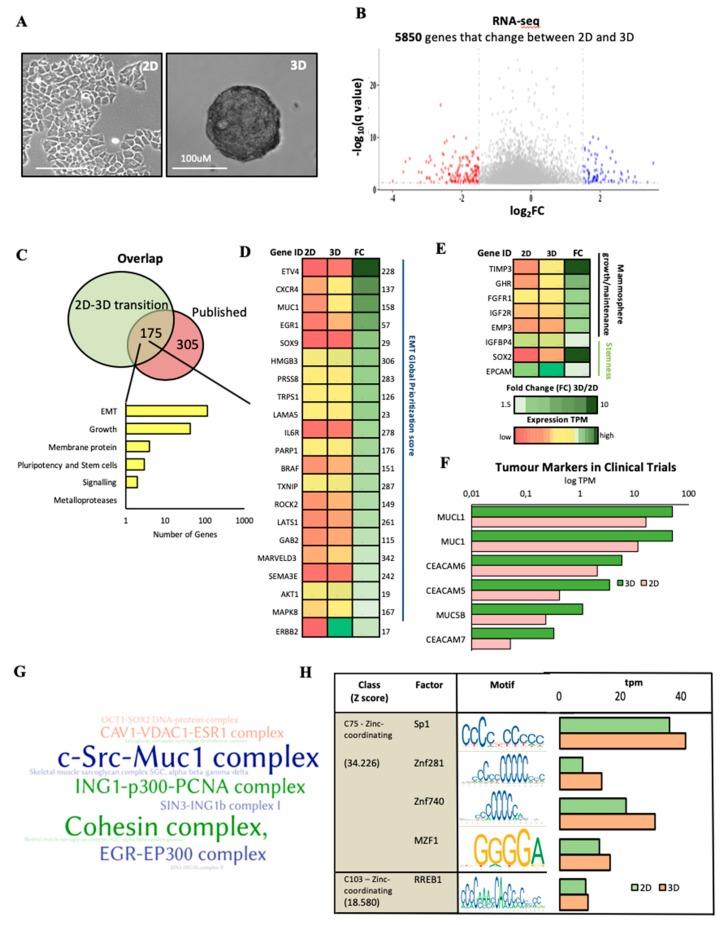 https://cdn.ncbi.nlm.nih.gov/pmc/blobs/aa32/6770457/8729f8fdb7e1/cancers-11-01337-g002.jpg