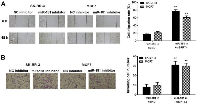 https://cdn.ncbi.nlm.nih.gov/pmc/blobs/aa3d/6236310/8c0d445dbfbd/MMR-18-06-5603-g08.jpg